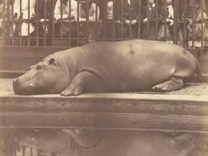 リージェンツパーク動物園のカバ 作： Count de Montizon